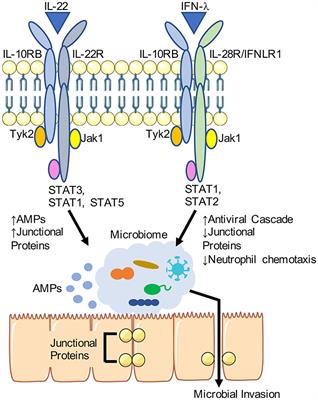 Participation of the IL-10RB Related Cytokines, IL-22 and IFN-λ in Defense of the Airway Mucosal Barrier